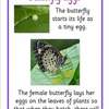 butterfly lifecycle info posters1