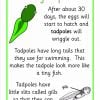 Life cycle of Frog, EYFS, KS1, SEN, topic resources, powerpoints