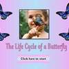 Butterfly ppt1