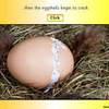 Egg to Chicken PPT7