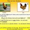 Chickens and Eggs PPT3